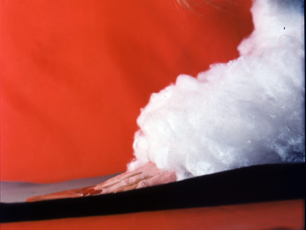 kobieca dłoń wysuwa się z "obłoku" waty, przesuwa się po falistej powierzchni czerwonej podłogi na tle czerwonej ściany